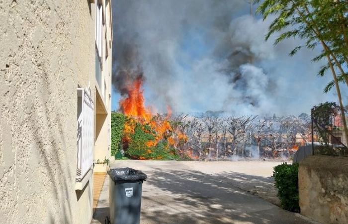 Cypress hedge catches fire in residence