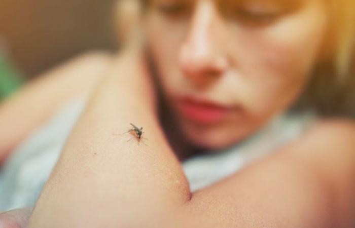 Here are the best repellents against this disease-carrying insect that is wreaking havoc in France