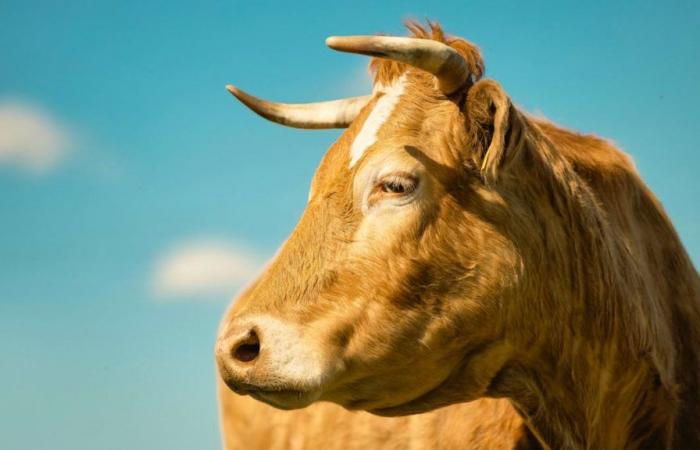 Hiker attacked and killed by cows