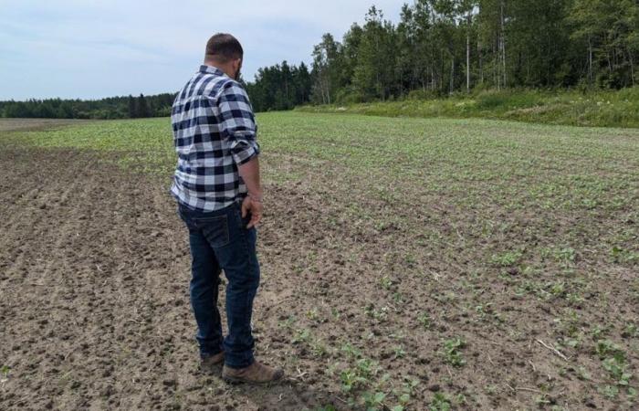 Farmers face “never before seen” cutworm infestation