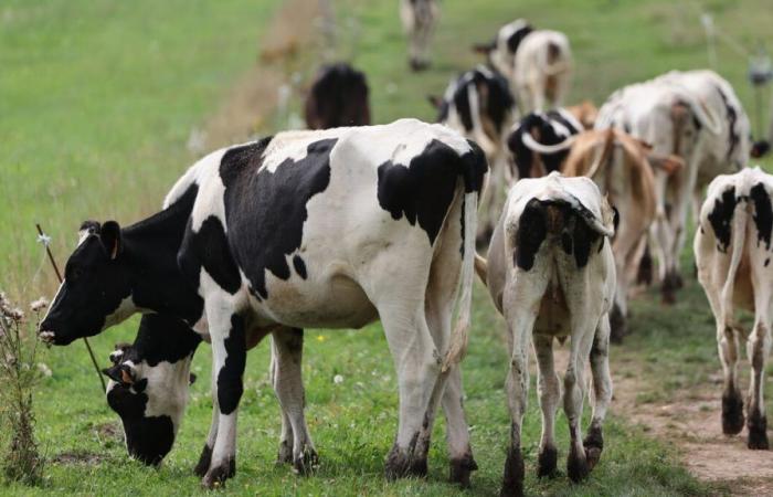 Attacked by a herd of cows, a hiker killed in the Austrian Alps