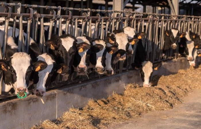 Denmark to become first country in the world to tax livestock farmers
