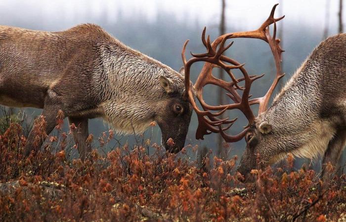 Legal victory for the Innu against the Quebec government for the protection of the caribou