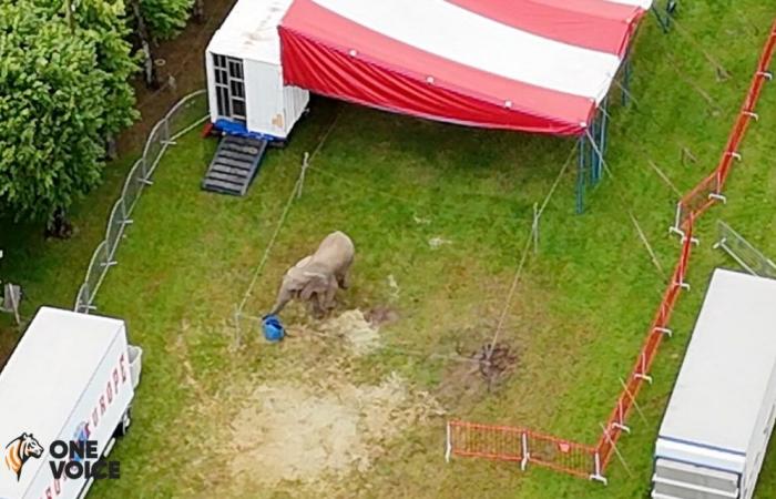 One Voice files a complaint after spotting Samba, the last circus elephant, in Eure-et-Loir