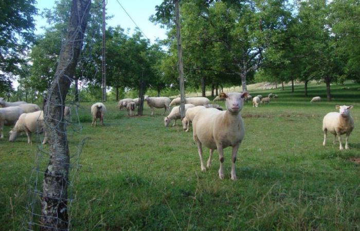 Livestock and Territory: a day dedicated to innovative agriculture in Meyrals