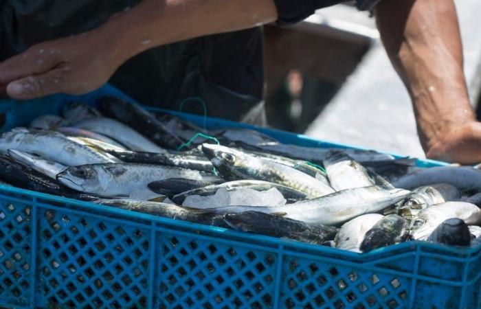 In Morocco, at €5 per kilo, sardines become a luxury dish