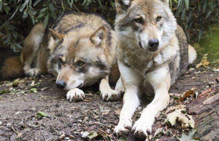 Jogger attacked by wolves: stable condition, complaint filed, investigation opened… What we know five days after the serious accident in the Thoiry zoo