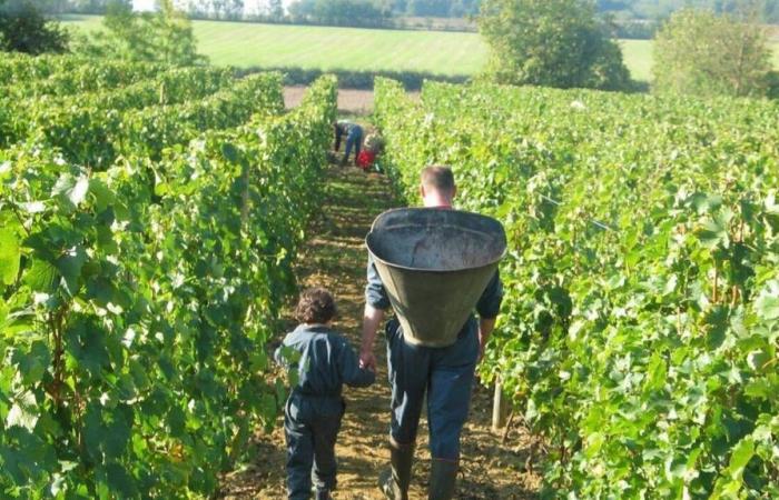 Niort. 17 producers from Deux-Sèvres will participate in the wine and beer fair