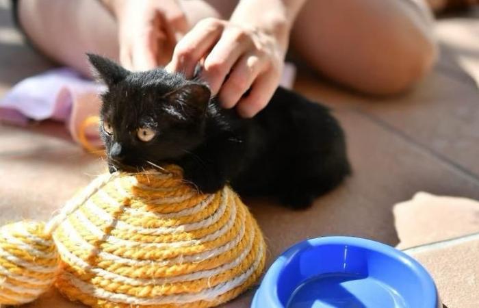 Kitten trafficking in the Pyrénées-Atlantiques judged at the Pau court