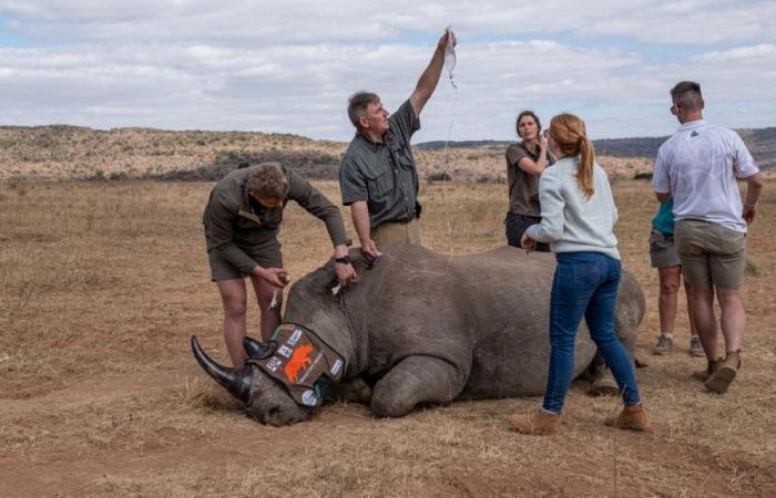 To prevent poaching, a radioactive product is injected directly into the horns of rhinos
