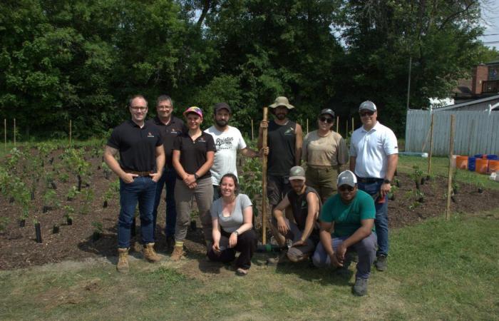 A first micro-forest in Lachute