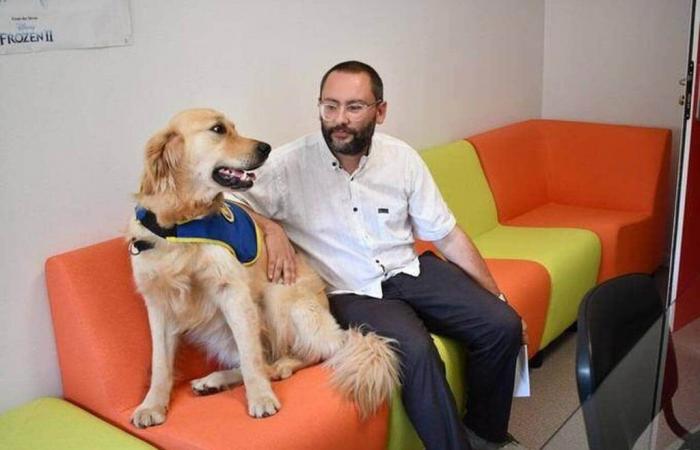 To soothe victims of violence during their hearings, this doctor calls on… a dog – Ouest-France evening edition