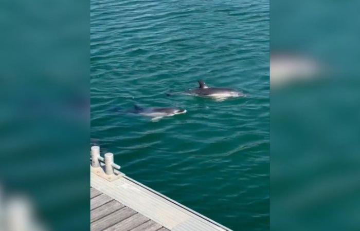 Three juvenile dolphins trapped in the port of La Rochelle for several days: attempts to get them out have failed