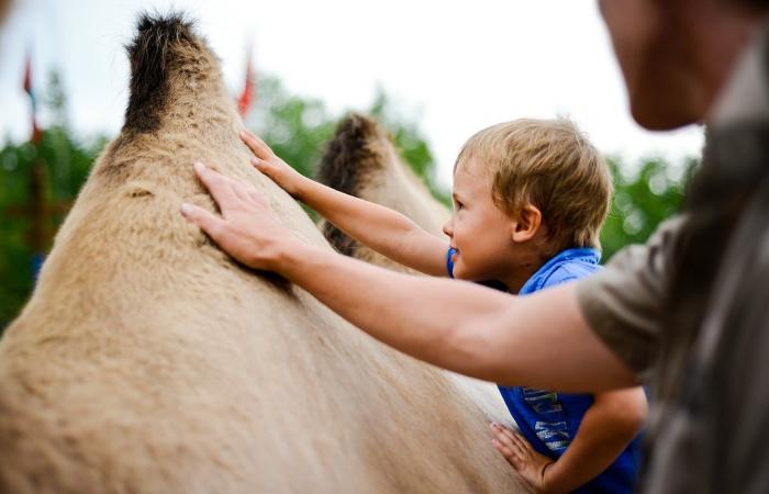 5 activities to break the daily routine at the Wild Zoo this summer