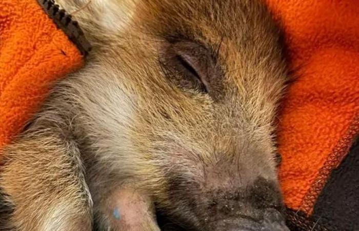 Toto the wild boar could be welcomed in a park in Charleville-Mézières