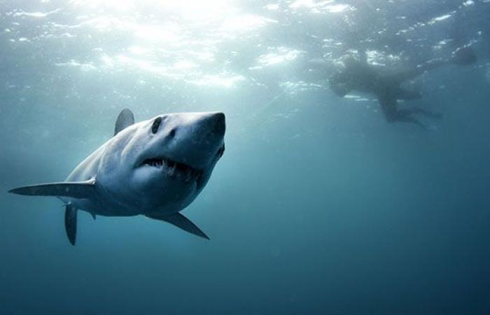 New Caledonia: death of a man after drowning and shark attack – LINFO.re
