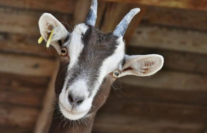 Carrefour, Leclerc, Franprix… Goat cheese contaminated with E. coli recalled throughout France
