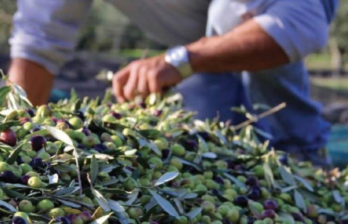 The challenges of the olive oil sector in the face of climate change
