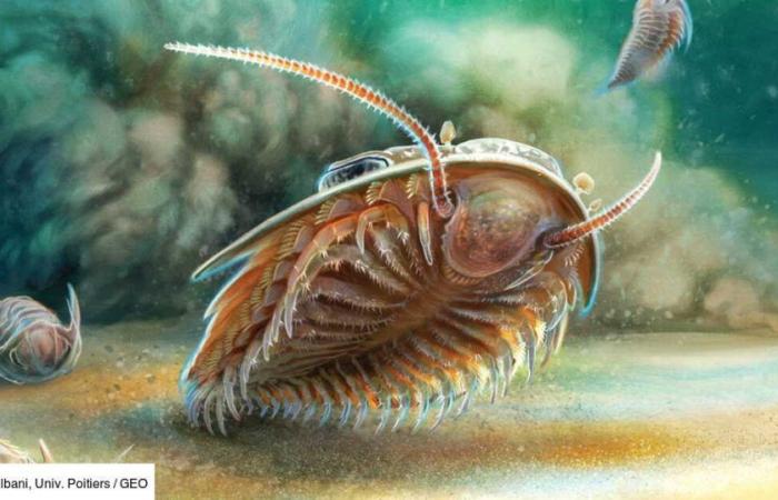 A fascinating “marine Pompeii” discovered in Morocco reveals the anatomy of arthropods frozen in volcanic ash