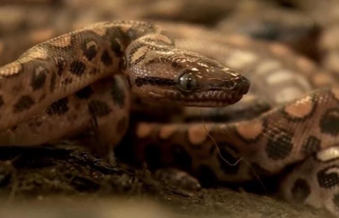 Ronaldo, a snake believed to be male, gives birth to 14 rainbow boas (video)
