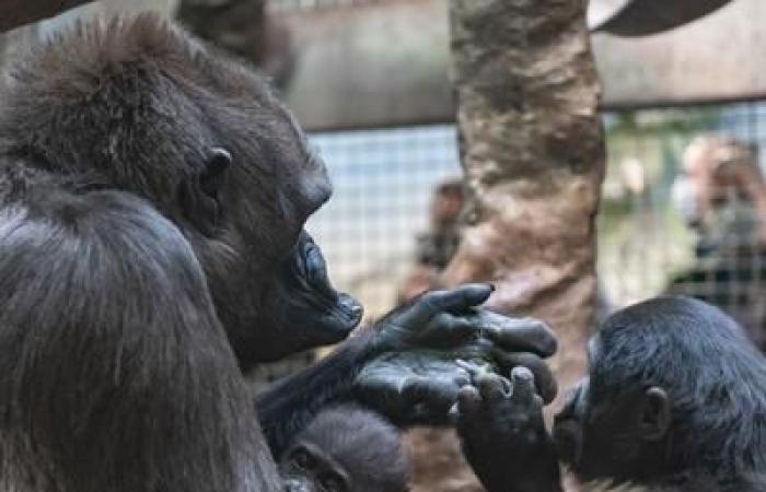 This 50-year-old female gorilla is still able to nurse orphans
