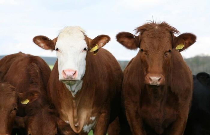 Climate change: Denmark to tax greenhouse gases emitted by livestock: €90 per cow