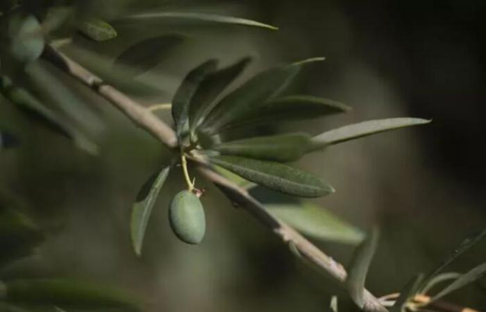Olive oil sector seeks solutions to climate change