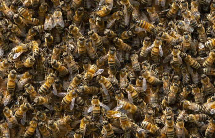 Bees to detect lung cancer earlier?