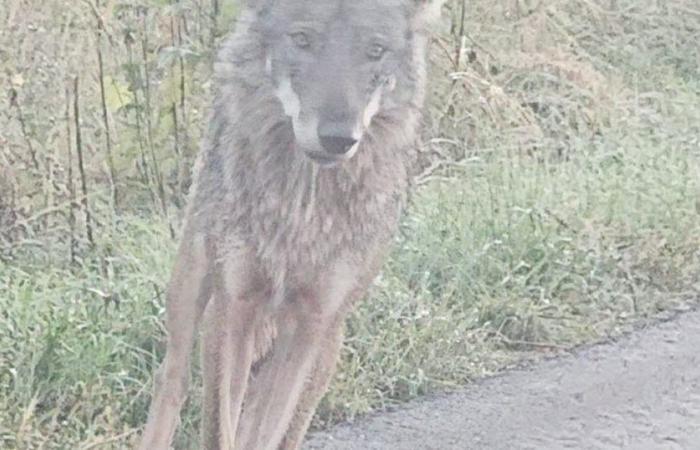 Doubs. Is the beast that was frolicking on the road at Écot a wolf?