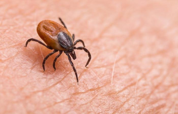 The presence of ticks is increasing sharply in the region