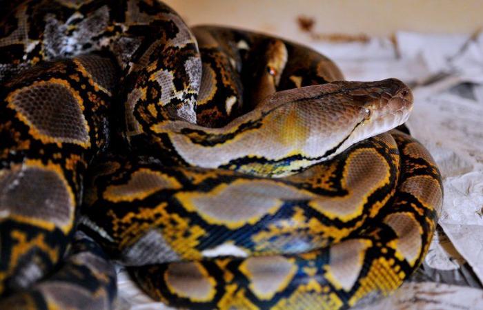 Couple Argues in Béziers, She Throws Him Out with His Snakes