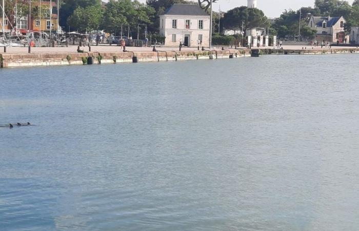 The three dolphins have left the Old Port of La Rochelle