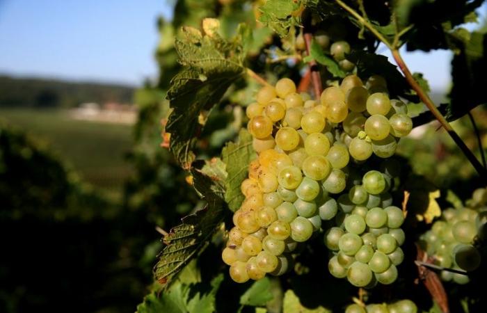 Grape harvesters in Champagne: a trial for human trafficking in 2025