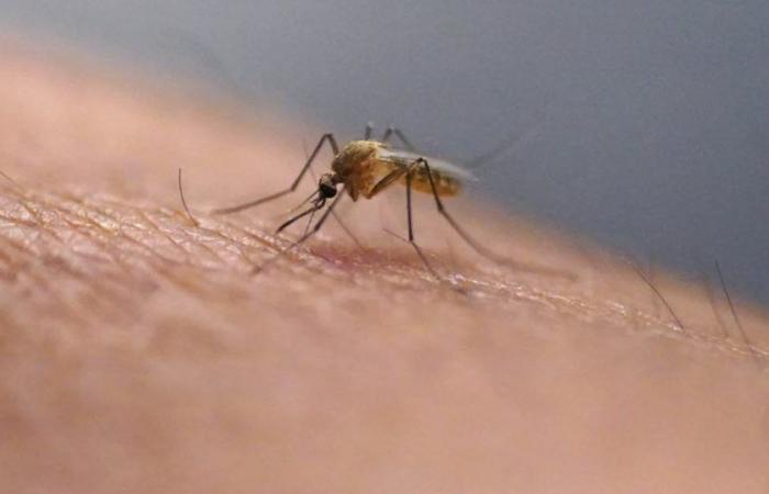Health. EU authorizes first vaccine against virus transmitted by tiger mosquito