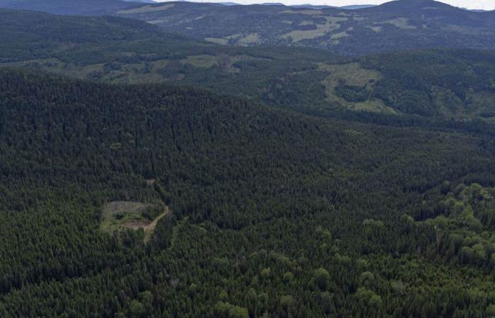 Quebec wants a forest more resilient to climate change
