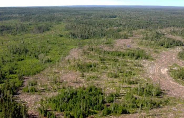 20-year forest plan to be created by Manitoba and First Nations