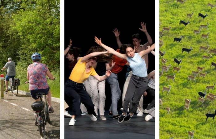 Cyclists in the countryside, shows in Avignon and antelopes in exodus… 10 articles that comforted us this week – Libération
