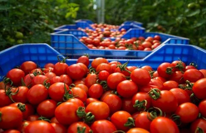 The price of tomatoes starts to rise again after Eid Al-Adha