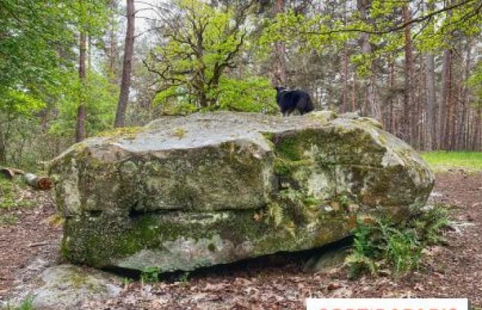 Did you know? The largest dolmen in Île-de-France is hidden in the Rambouillet forest