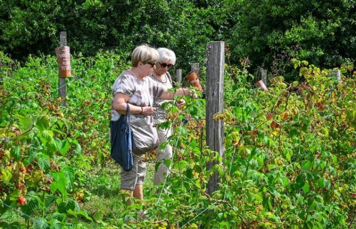 The Château de Losmonerie in Aixe-sur-Vienne opens its doors to the public this weekend for the raspberry festival