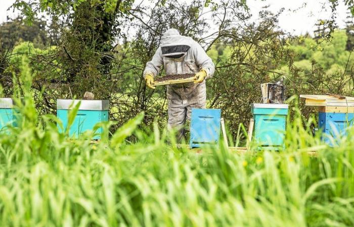 In the Lorient region, bad weather is starving the bees: “Never seen before in 47 years of career! »
