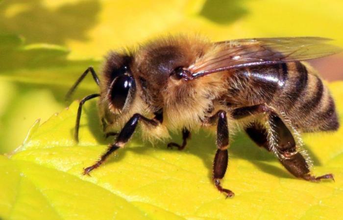 Bees Can Detect Lung Cancer, Study Finds!