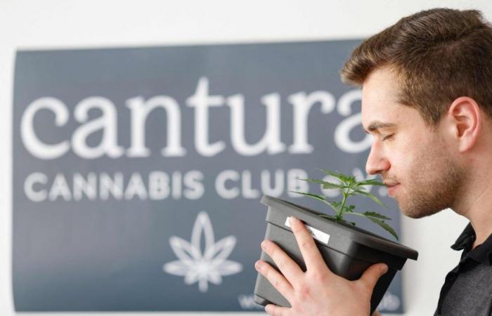 Germany will open its “cannabis clubs” on Monday