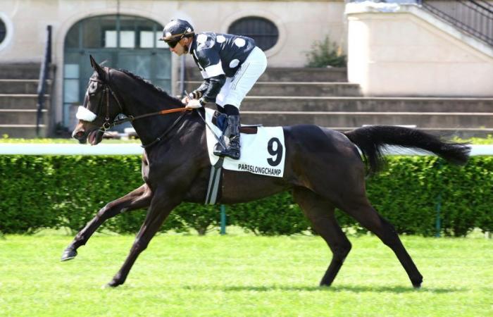 Royal Shake as a solid base for Sunday’s Quinté+ at Saint-Cloud