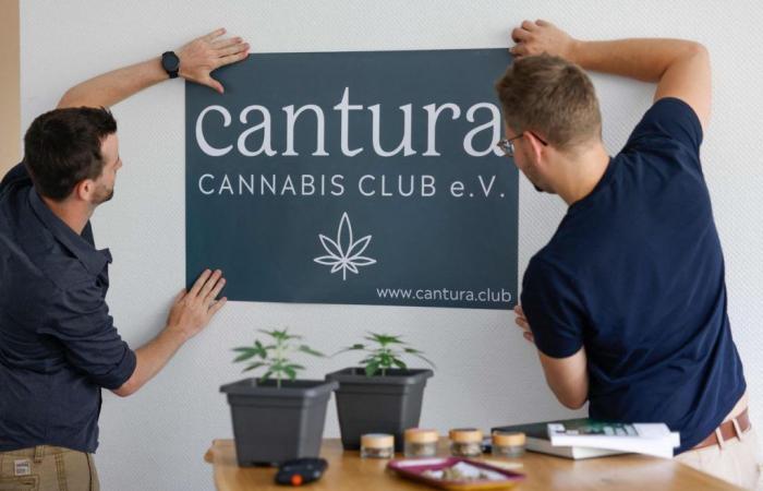 Germany to open ‘cannabis clubs’ from Monday
