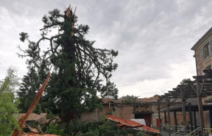 Lightning strikes century-old redwood tree in restaurant courtyard