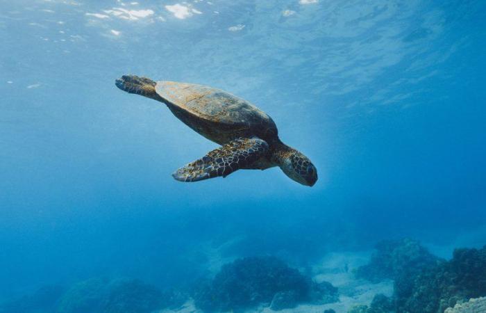 “It’s a lovely adventure”: Gigi, a turtle who was found adrift, was released after two months of care off the coast of Antibes