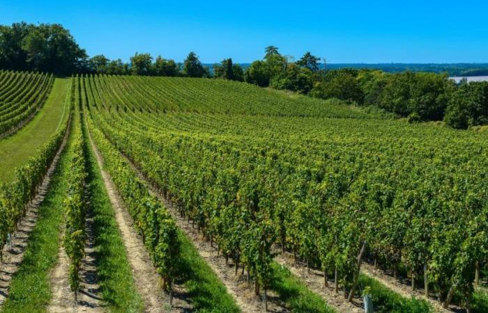 20 Bordeaux 2023 wines with exceptional value for money