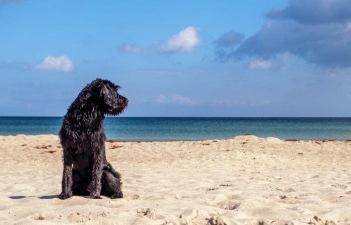 On which Corsican beaches can you walk your dog in summer?