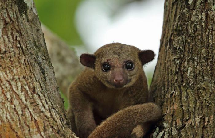 What is the Kinkajou, this animal native to Central and South America, rescued from a highway rest area in the United States?